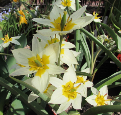 Tulipa turkestanica